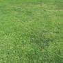 Green Grass - Perspective