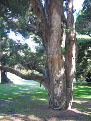 Tall Tree Shadows