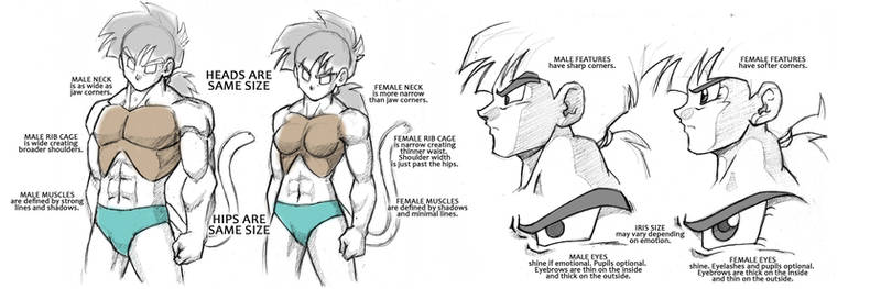 Dragonball Saiyan Anatomy Tutorial - Male/Female