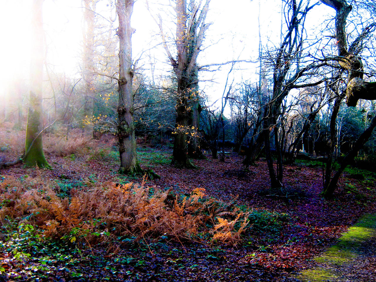 The Ash forest by Grossenor on DeviantArt