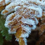 Fern Crystals