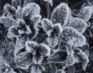 Frost in Black and White by auto64