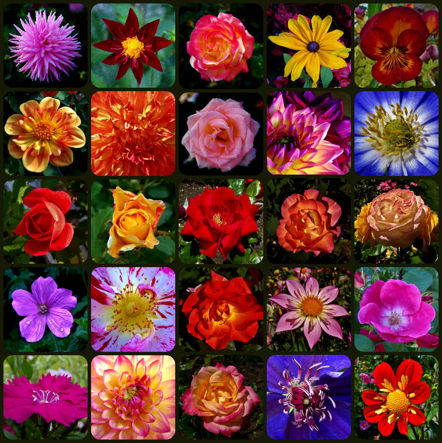 Fleur de' Favs by auto64 Fleur de' Favs by auto64