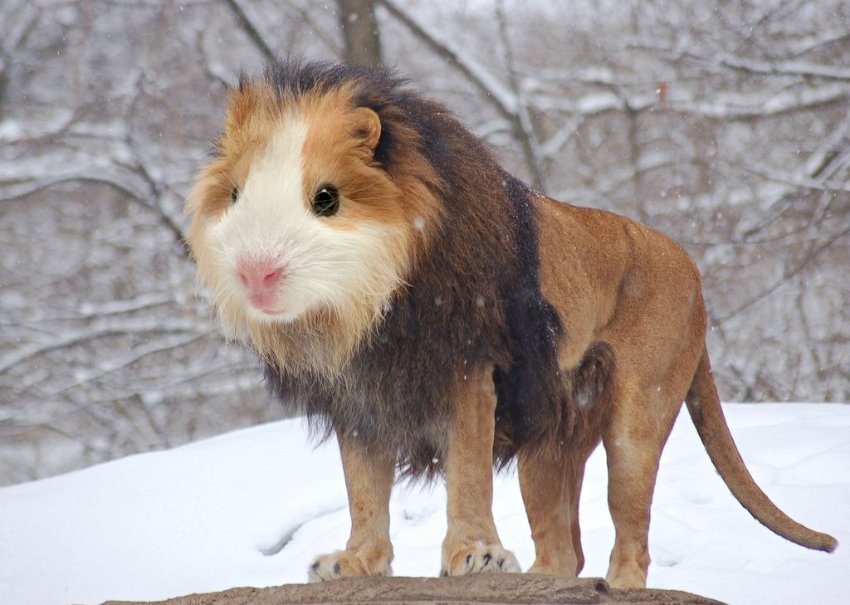 lion guinea pigs