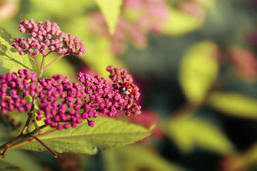 HELLO LADYBUG