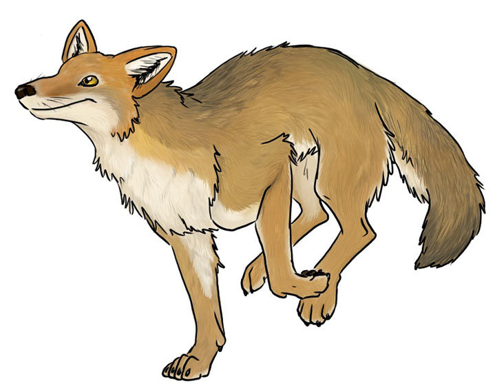 Random Coyote