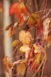 sear and yellow leaf