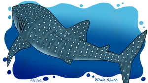 Shark Week 2020: Day 02 - Whale Shark