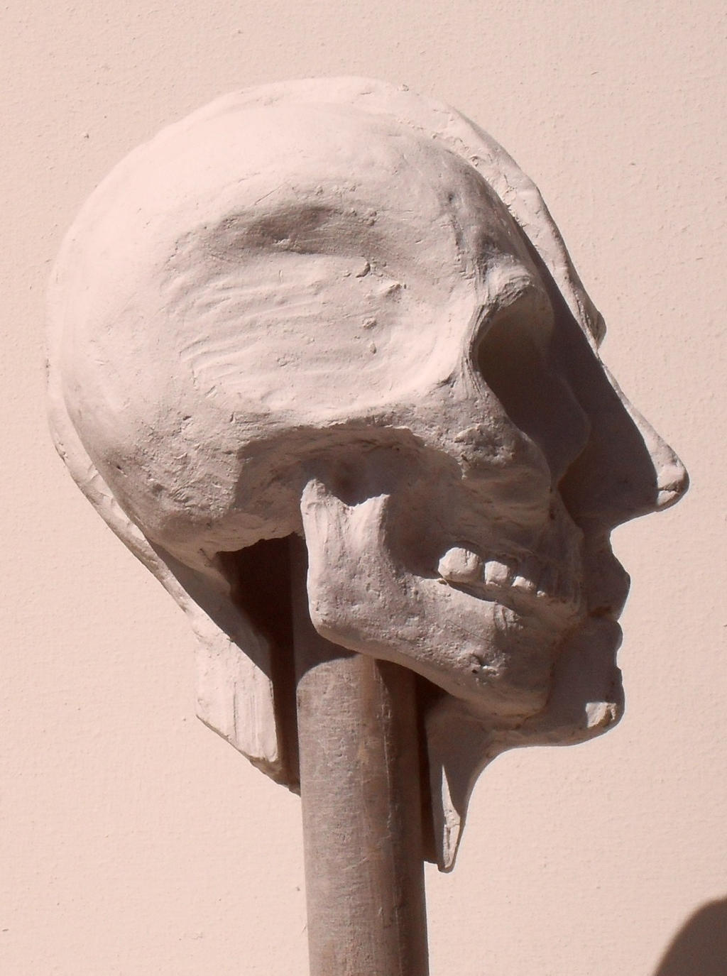 Skull Profile