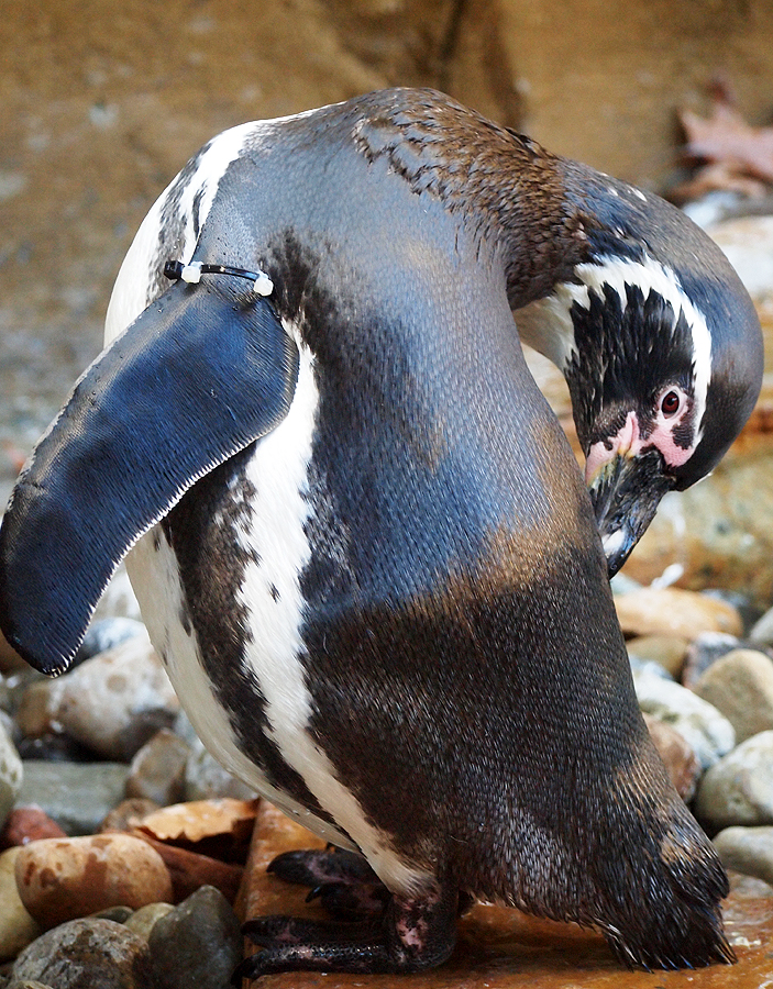 penguin preen