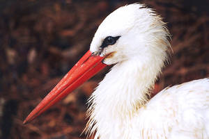 white stork profile