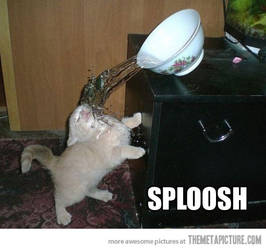 Sploosh Cat