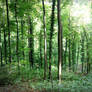 Green Forest - I