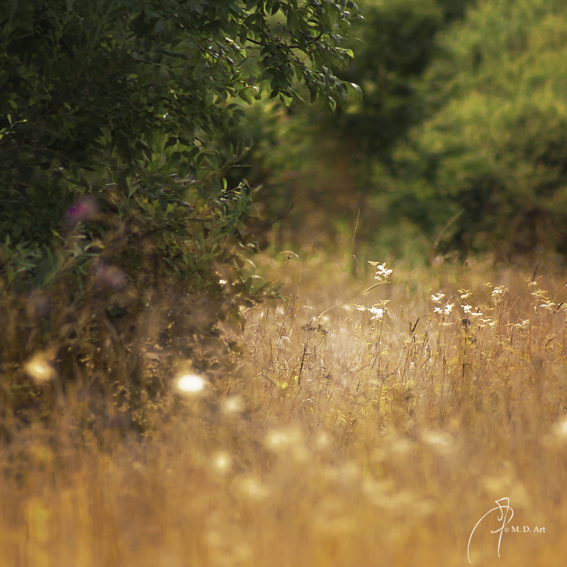 In the Fields