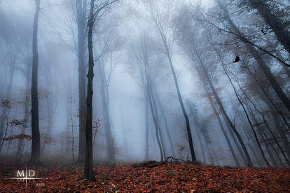 Misty Evening