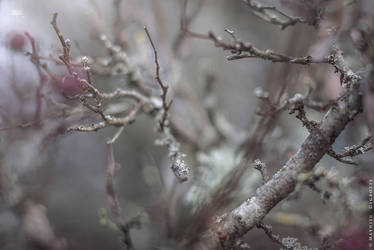 Autumnal Coral