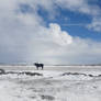 Icelandic Horse