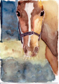 horse watercolour