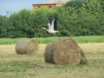 Stork