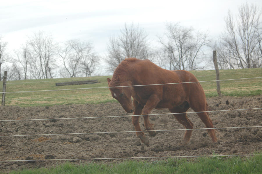 Prancing Horse