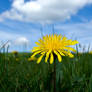 dandelion