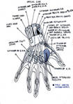 HAND ANATOMY - DORSAL SIDE by SkollRage