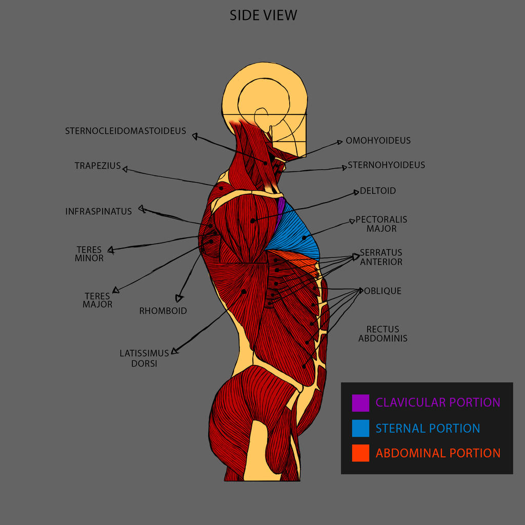 Torso Muscle Anatomy Side Torso Study 2017: Muscles 3D Model By