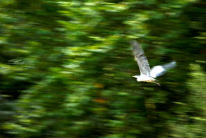 Bird in Flight