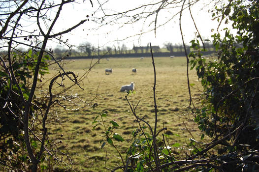 sheep in field