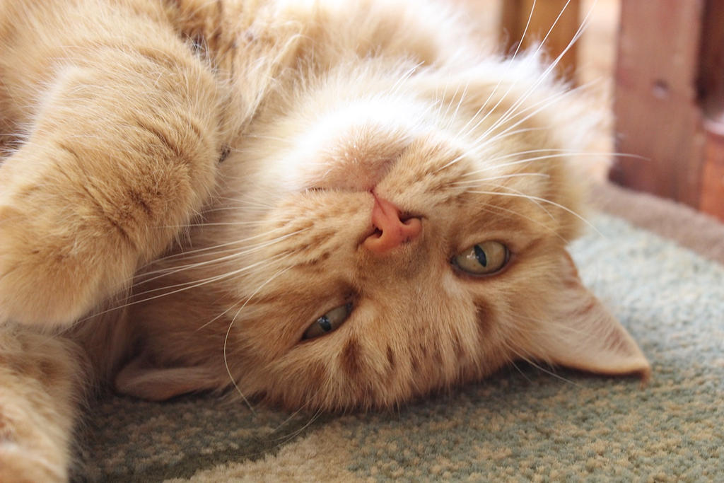 Awkward Sleeping 4 by MyCuteKittyPics on DeviantArt