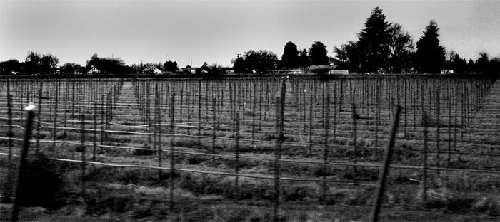 Grape field in Winter