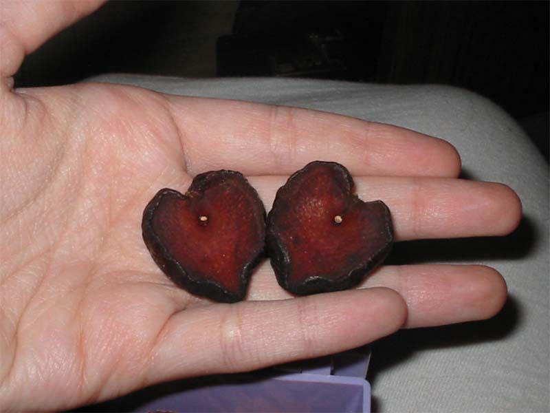 Heart Seeds