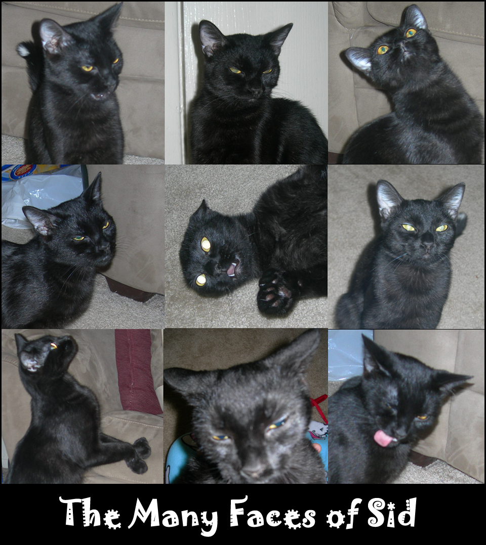 The Many Faces of Sid