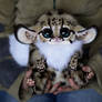 Inari Foxes: Oncilla