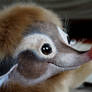 Beige Shrew 2