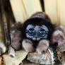 Friendly little spider: Brown