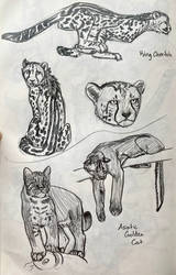 Kitty studies 3