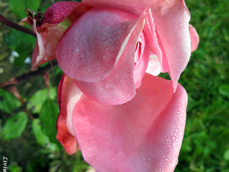 Pink Rose