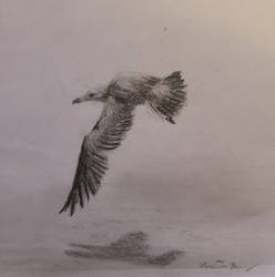 Flight over Smooth Sands