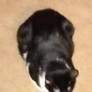 Burnt Loaf of Bread