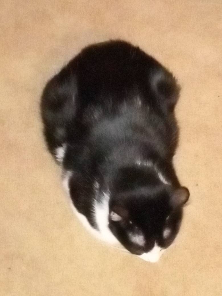 Burnt Loaf of Bread
