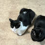 2 Loafs in A Row