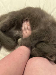 Sleepy Hank