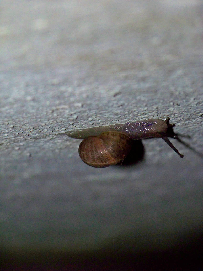 little snail make its road
