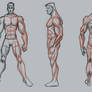 Male muscle study basic
