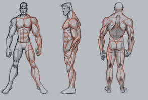 Male muscle study basic