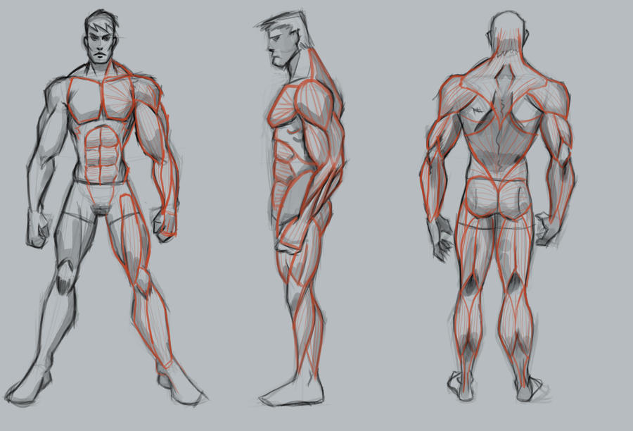 Muscle Study Male Male muscle study basic by WackoShirow on DeviantArt