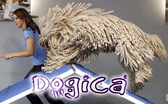 Dogica4PullyBig