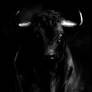 Black bull