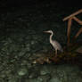 Maldives - Heron Nightime II